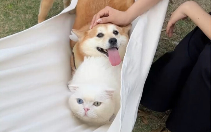 Can cats and dogs really communicate with each other?