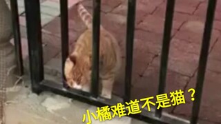 那些说猫是液体的，进来解释一下hhhhh