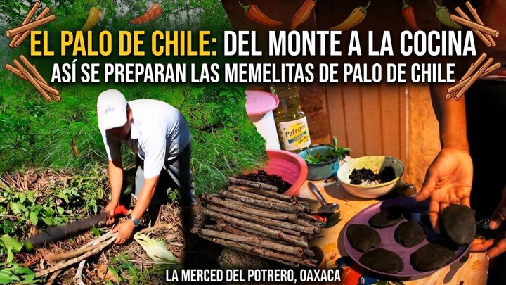 EL PALO DE CHILE: DEL MONTE A LA COCINA / ASÍ SE PREPARAN LAS MEMELITAS - LA MERCED DEL POTRERO, OAX