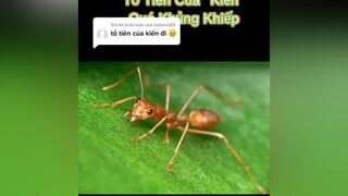 Trả lời  Kiến của bạn ây. Quá Khủng khiếp thucung dongvatco fyp lonapetsshops thucungvuinhon dongvat
