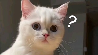 第一次见小猫咪打嗝