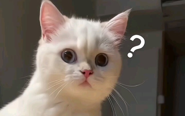 第一次见小猫咪打嗝