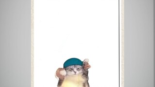 meow meow