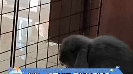 "Rabbit Rabbit.zip ~ I'm laughing so hard I can't stop!"