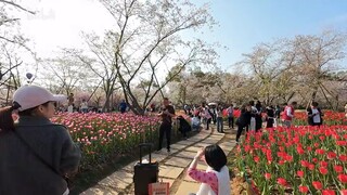 When the wind blows, the cherry blossoms turn into rain! Watch the most healing scenery of this spri