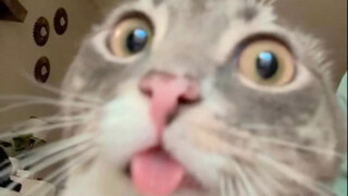 🐱"Please! Pay! the! cat! tax!"🐱