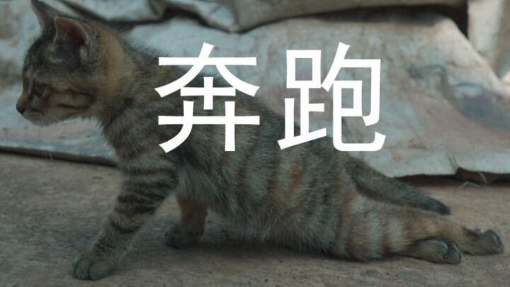 【เหล่าเฟิงหยาง】เหมียวอู๋ตัวหนึ่งที่อยากวิ่ง มันตั้งแต่เด็กก็เก่งกว่าเหมียวตัวอื่น…