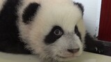 Irritated Panda - the Photographer Is Scared and Turned Off the Camara