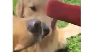 Doggies Eating Ice Cream