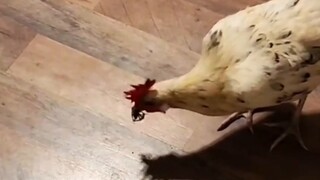 Sepertinya sangat perlu beternak ayam🐓