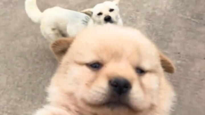 Xiaobai cherishes his only puppy so much that as soon as it wanders off, he immediately snatches it 