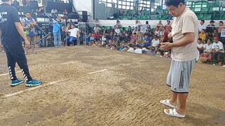 My Gilmore hatch 1x winner🐓