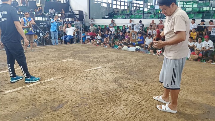 My Gilmore hatch 1x winner🐓