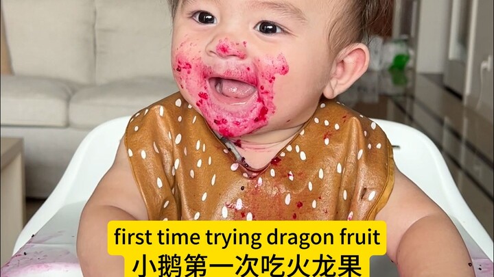 小鹅的第一次尝试火龙果
