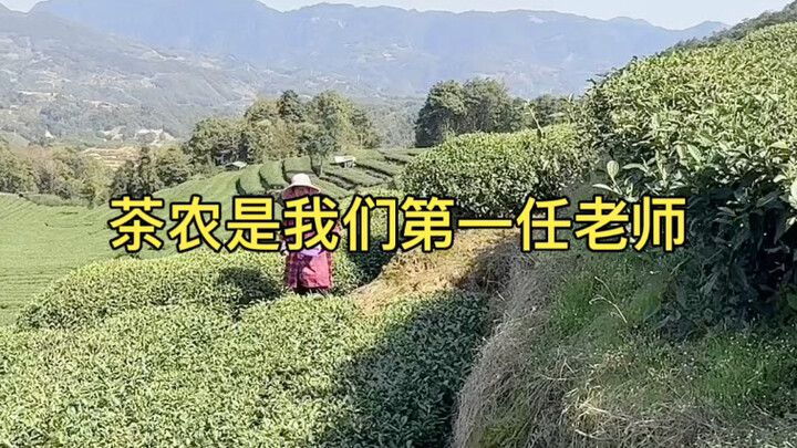 Agar setiap daun teh menyimpan kehangatan ganda dari alam dan keahlian tangan terampil.