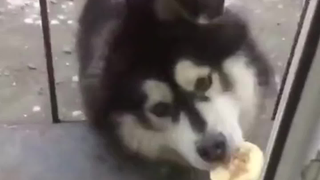 坏了 上当了
