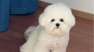 Siapa bilang Bichon Frise tidak bisa merusak rumah?