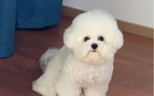 من قال إن بيتبول لا يخرب البيت؟