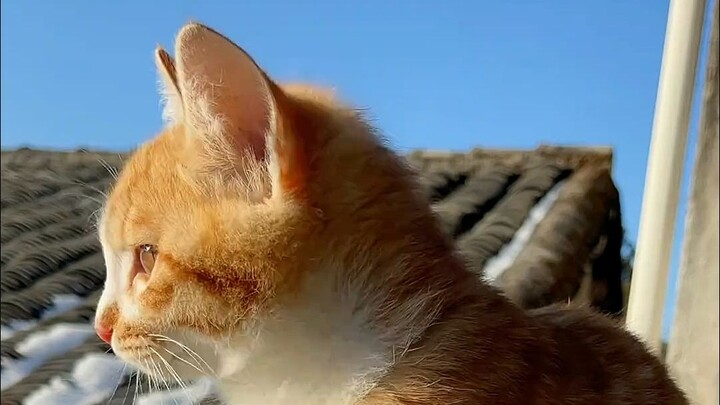 Moments when you’re healed by cats!