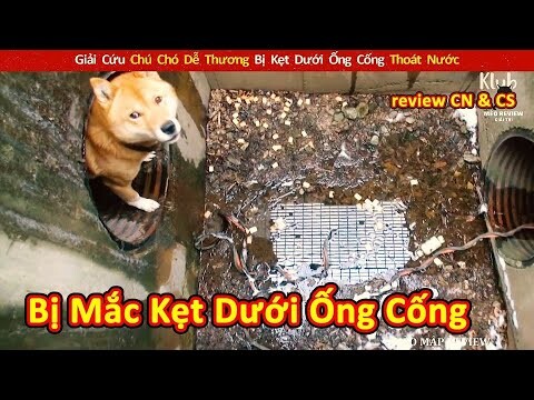 Giải Cứu Chú Chó Dễ Thương Bị Kẹt Dưới Ống Cống Thoát Nước || Review Con Người Và Cuộc Sống