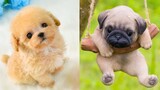 Baby Dogs - Cute and Funny Dog Videos Compilation (2021)