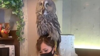 The young lady went to work at a cat cafe during the summer vacation. The owls made things difficult