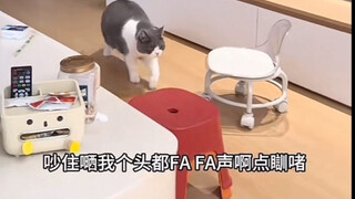 你们的猫猫嘎蛋了也会这样吗？