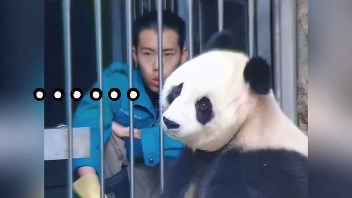 Cười chết mất, gấu trúc Bắc Động và nhân viên chăm sóc đang giằng co cực căng! Gấu trúc lớn đã không