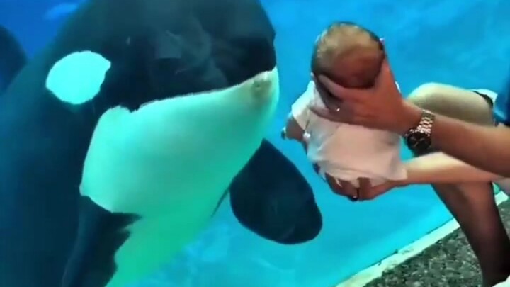 The orca is interested in the little baby—let me take a closer look!
