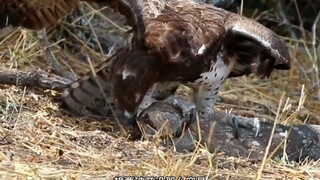 The eagle hunts coyotes, devours monitor lizards, traps wild boars, and even tries to snatch chicks—