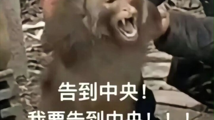 ข้าจะเข้าเฝ้าเง็กเซียนฮ่องเต้! ฟ้องร้องไปถึงส่วนกลาง!