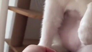 猫：你会不会撸？