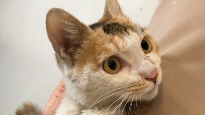 I've never seen such a shameless cat! Wow