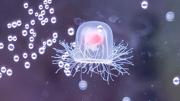 Sứa kẹo dẻo nhân kem