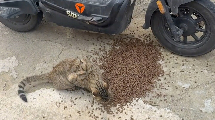 小猫我呀也是吃上自助餐了