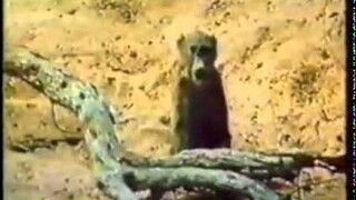 เมื่อลิงเมา และเหล่าสัตว์ก็าเมา ขำๆ ฮาๆ ตามประสาสัตว์