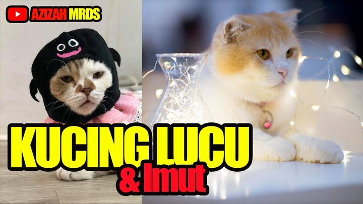 Koleksi Foto Kucing Keren 2021