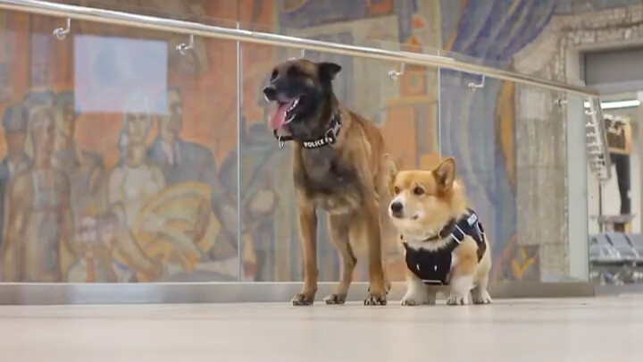 Even a short-legged Corgi can become an excellent drug-sniffing dog.
