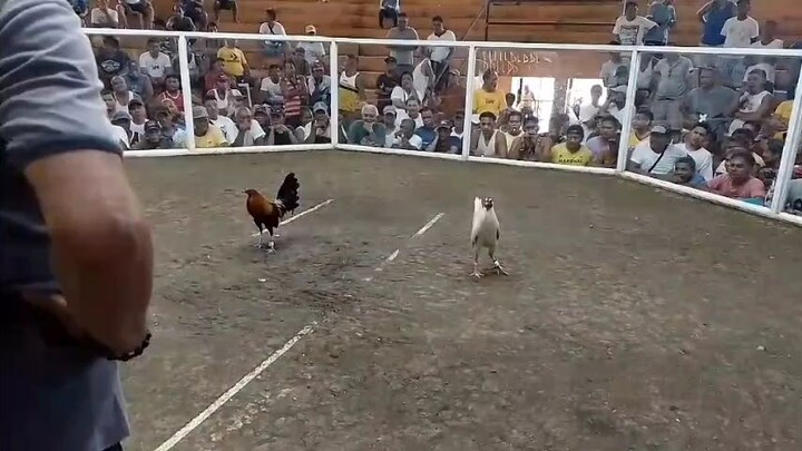 Panalo Ewing's White 🐔🐓