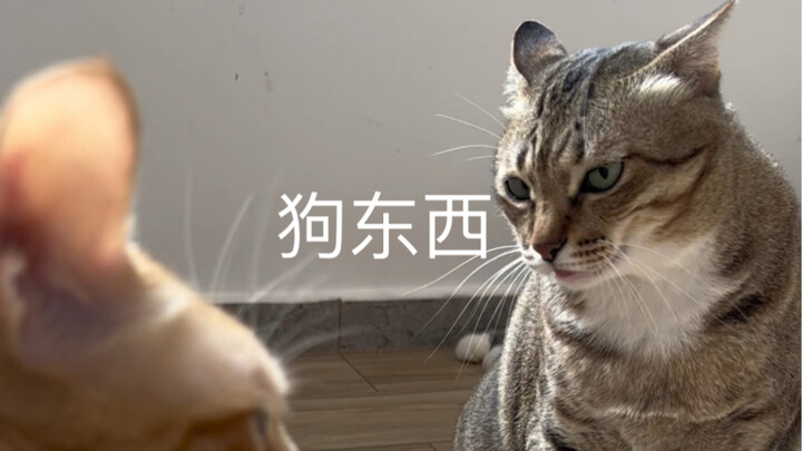 Ánh mắt của Đại Mi
