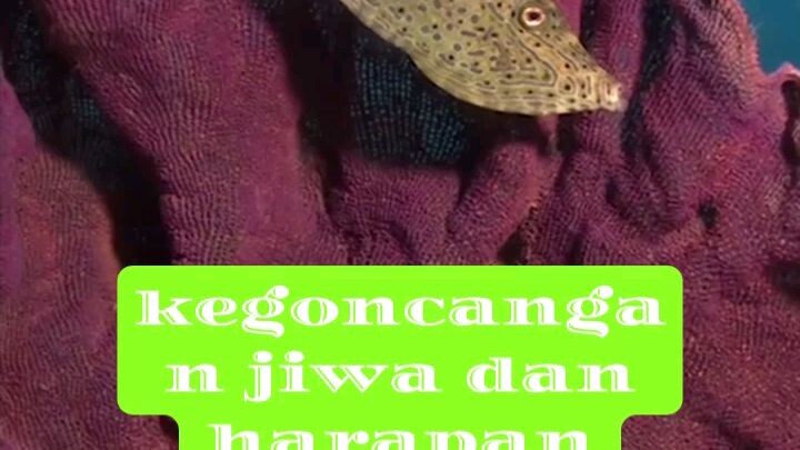 kabar gembira dari Allah#nasehat