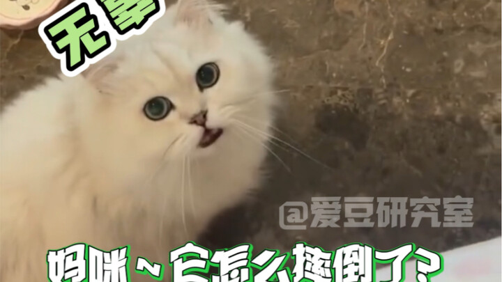 Kenapa kucing kecil ini punya dua wajah???