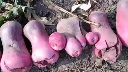 Airplane Big Radish