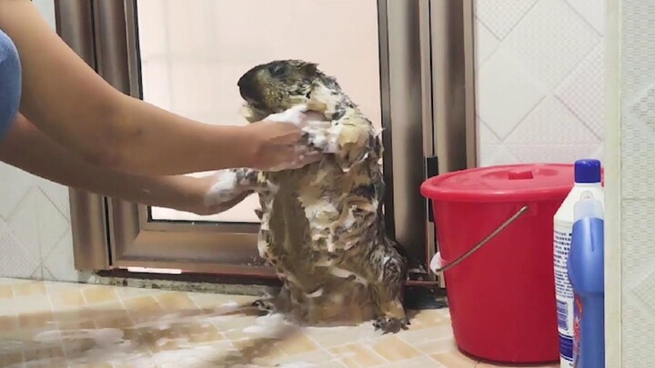 A 7.5KG Marmot Having A Bath