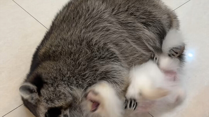 All day long, we're fighting over freeze-dried treats and sabotaging each other 🙄 #Raccoon #CutePetD