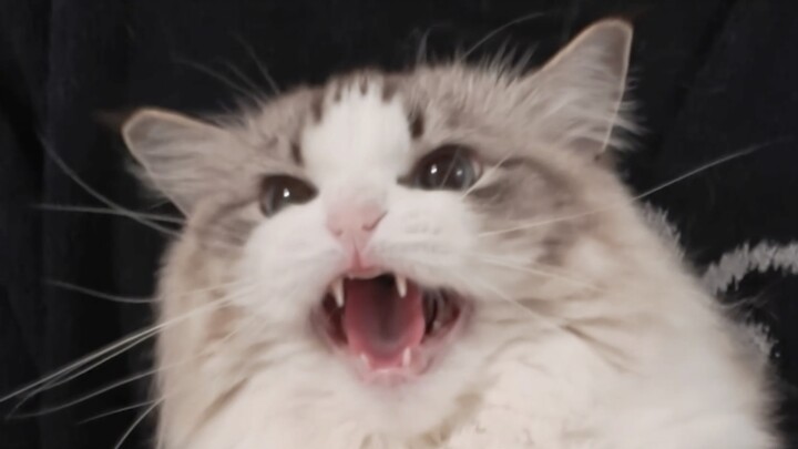 Khi chải lông vs khi chải tóc