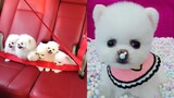 Tik Tok Chó Phốc Sóc - Funny and Cute Mini Pomeranian #2