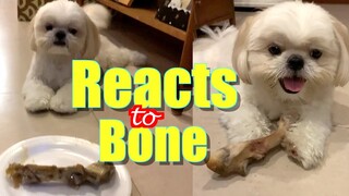 Shih Tzu Dog Reacts to A Giant Bone | Cute & Funny Dog Video