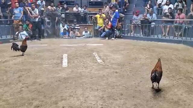 Boston roundhead win in Battle of the Big Boys @ LRAC Palo