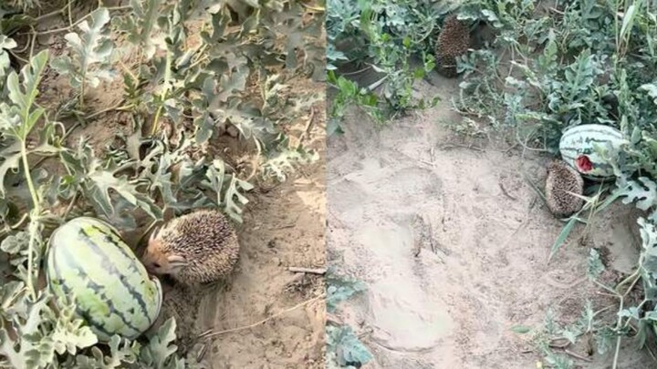 A woman let a hedgehog that had been sneaking bites of her watermelon go—only for the next day to se